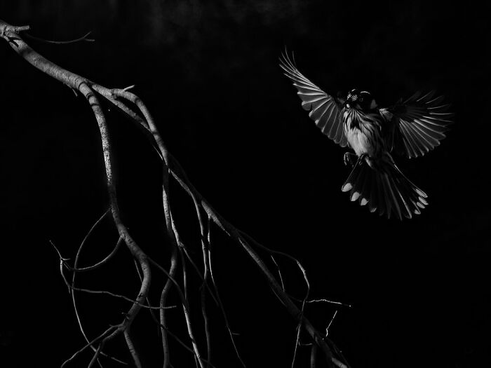 Backyard Birds: "Into The Light" By Michelle Gardner (Shortlist)