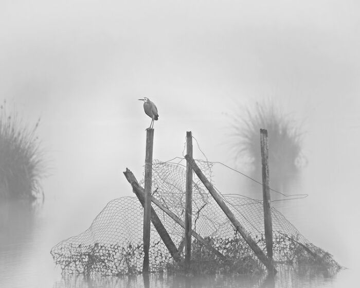 Human Impact: "Mystical Encounter: White-Faced Heron Perched Amidst Fog On Transformed Farmland Of Tamar Island Wetlands" By Michael Eleveld (Shortlist)