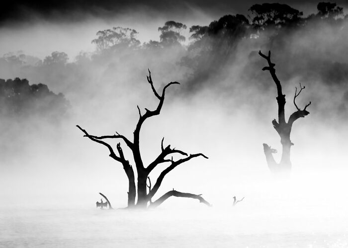 Birds In The Landscape: "Morning Mist" By Lawrence Chan (Shortlist)