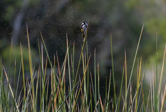 Birds In The Landscape: "New Holland Honeyeater - Wetland Setting" By Daniel Cavell (Shortlist)