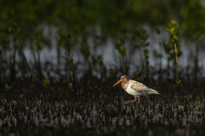 Birds In The Landscape: "Pied Oystercatcher And Mangroves" By David Stowe (Shortlist)