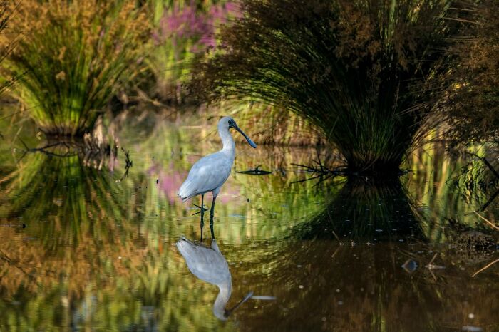Birds In The Landscape: "Royal Spoonbill Reflection" By Nigel Sethack (Shortlist)