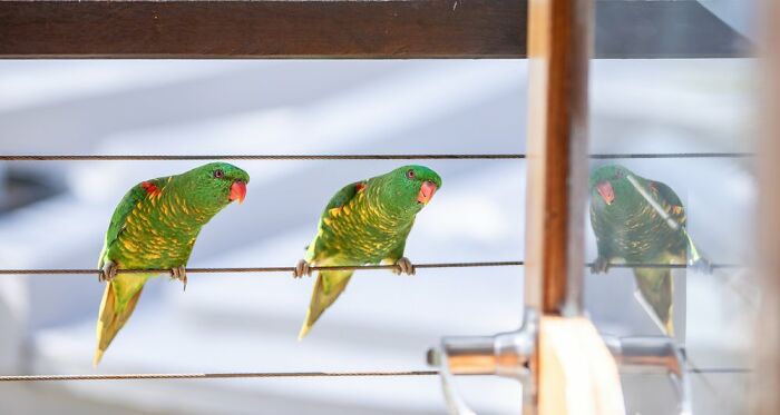 Backyard Birds: "Seeing Double" By Shirley Hitschmann (Shortlist)