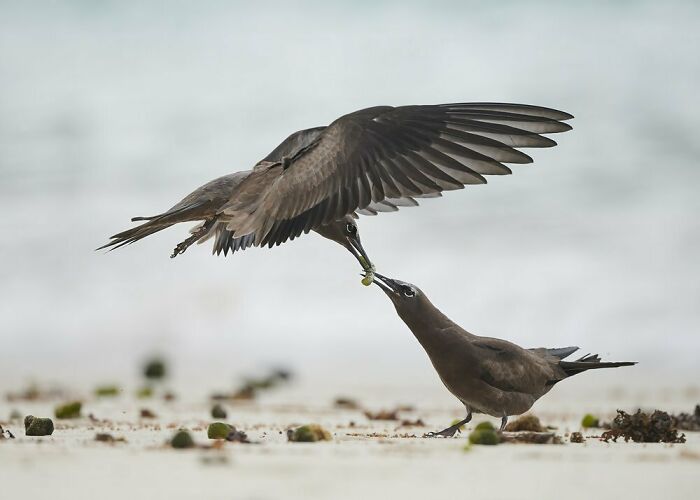 Birds In Flight: "Sibling Rivalry" By Emma Parker (Shortlist)