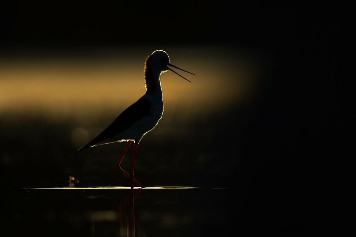Wading Birds Of The Australian Floodplains: "Silhouetted Stilt" By Nathan Watson (Shortlist)