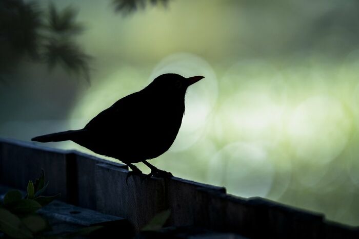 Backyard Birds: "Far Far Away" By Sören Salvatore (Shortlist)