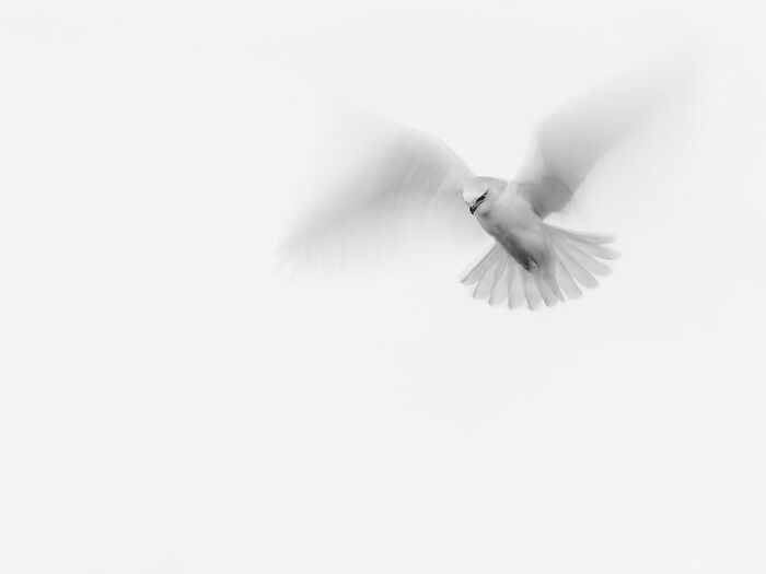 Birds In Flight: "The Hover In Black And White" By Michelle Gardner (Shortlist)