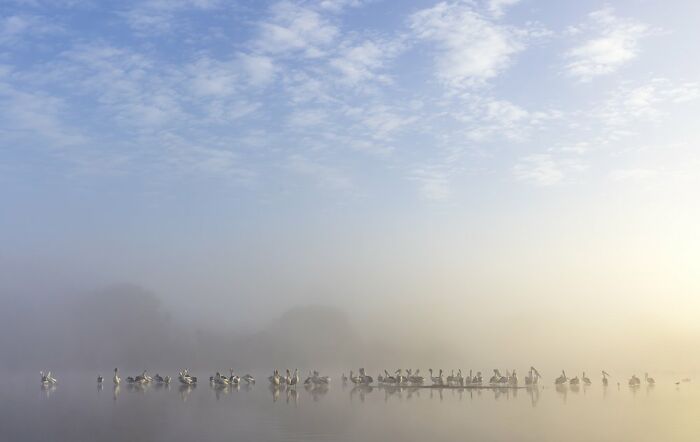 Birds In The Landscape: "Wetlands Dawn" By Diana Andersen (Shortlist)