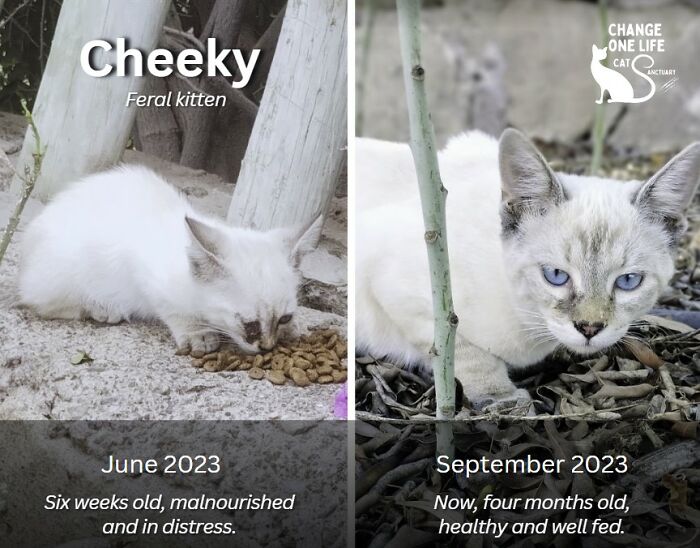 These Two Orphaned Kittens Are Learning To Enjoy The Warmth Of A Home These Two Orphaned Kittens Are Learning To Enjoy The Warmth Of A Home