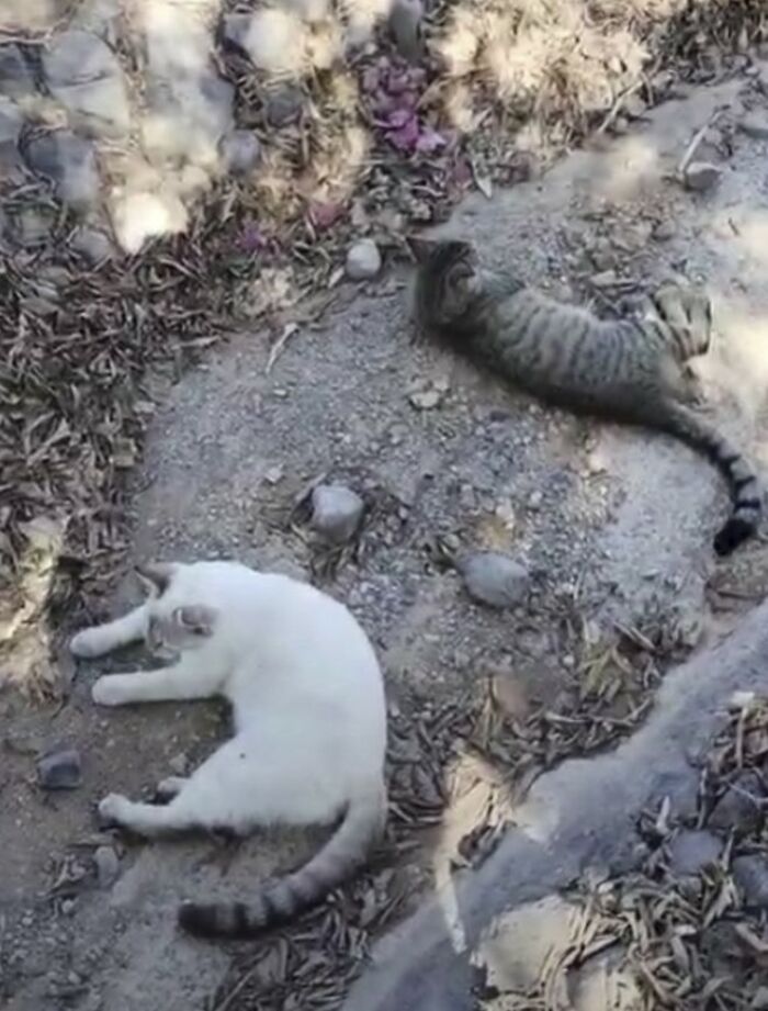 These Two Orphaned Kittens Are Learning To Enjoy The Warmth Of A Home These Two Orphaned Kittens Are Learning To Enjoy The Warmth Of A Home