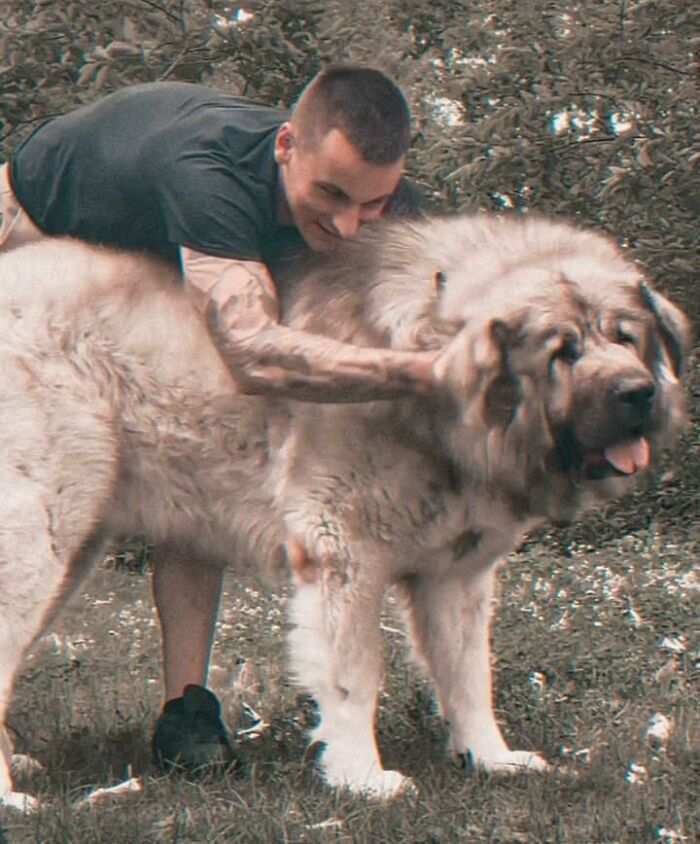 This Family From Boston Shares What It’s Like To Live With A Rare Bear-Like Guardian Dog This Family From Boston Shares What It’s Like To Live With A Rare Bear-Like Guardian Dog