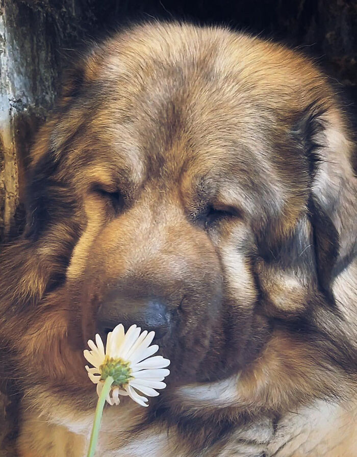 This Family From Boston Shares What It’s Like To Live With A Rare Bear-Like Guardian Dog This Family From Boston Shares What It’s Like To Live With A Rare Bear-Like Guardian Dog