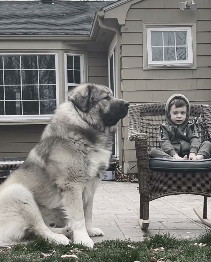 This Family From Boston Shares What It’s Like To Live With A Rare Bear-Like Guardian Dog