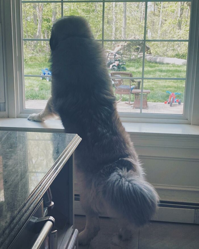 This Family From Boston Shares What It’s Like To Live With A Rare Bear-Like Guardian Dog