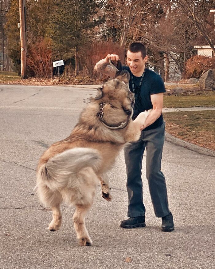 This Family From Boston Shares What It’s Like To Live With A Rare Bear-Like Guardian Dog