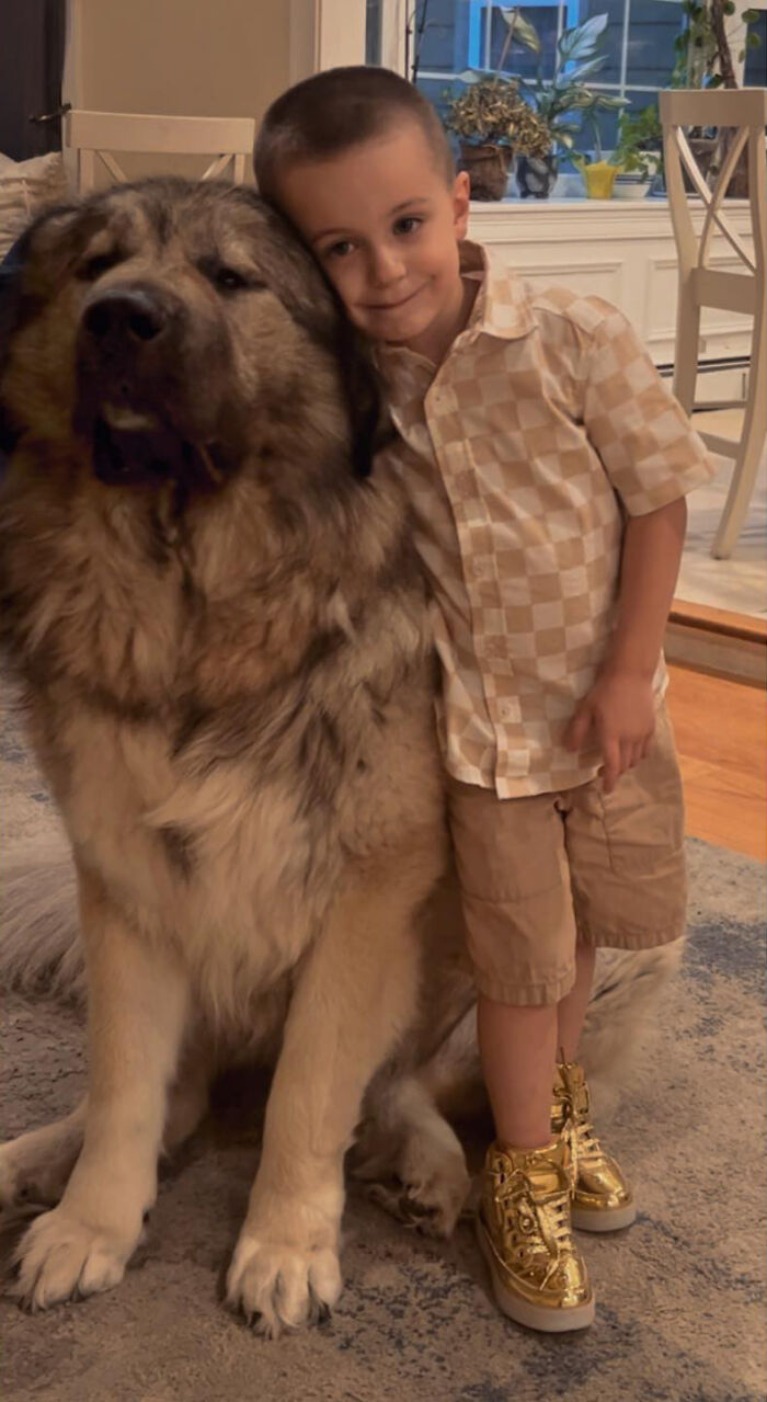 This Family From Boston Shares What It’s Like To Live With A Rare Bear-Like Guardian Dog This Family From Boston Shares What It’s Like To Live With A Rare Bear-Like Guardian Dog