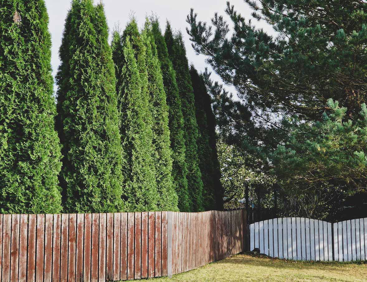 Thuja Trees growing behind wooden fence Thuja Trees growing behind wooden fence