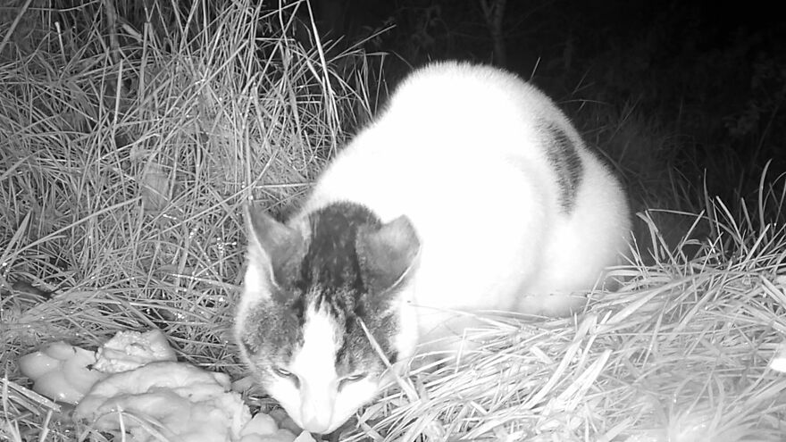 Trying Out A 4k Wildlife Trail Camera Trying Out A 4k Wildlife Trail Camera