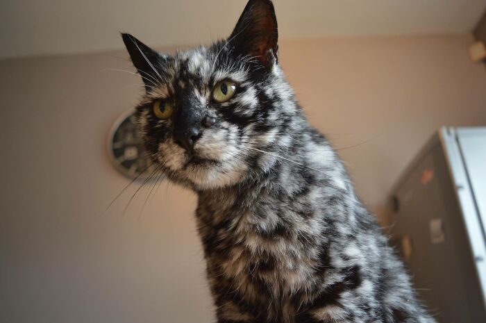 Scrappy, A Cat With Vitiligo