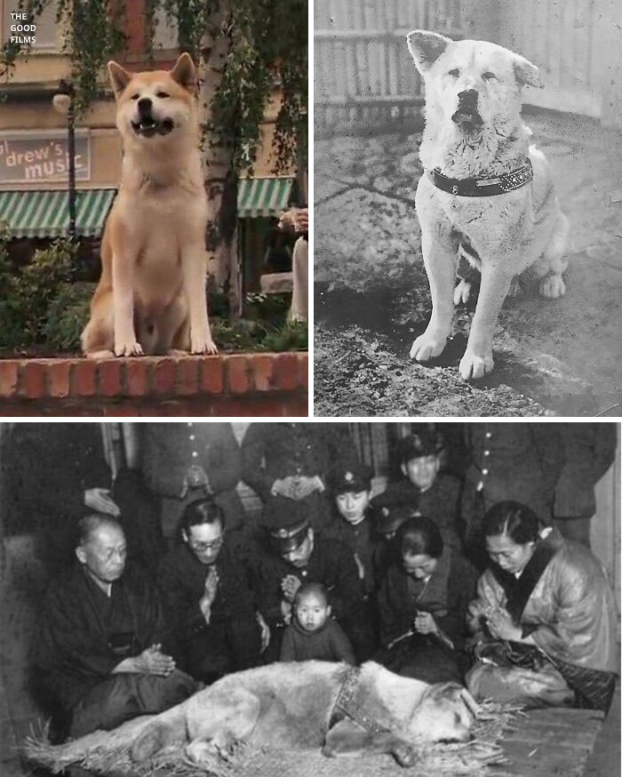 This Is The Last Photo Taken Of Hachikō, A Japanese Akita Dog Remembered For His Unwavering Loyalty To His Owner