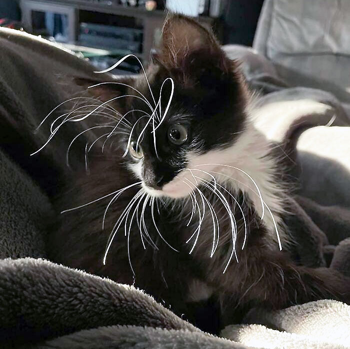 Maximus Has Some Crazy Whiskers