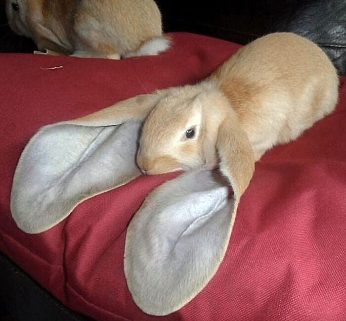 Las orejazas de este conejo