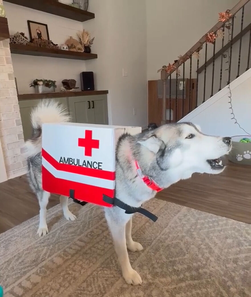 My Sister’s Husky Has A Fantastic Costume This Year