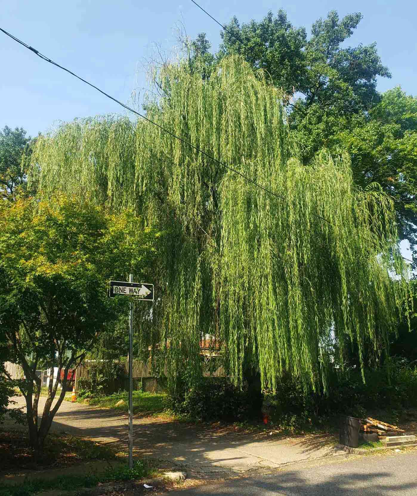 Weeping Willow tree Weeping Willow tree