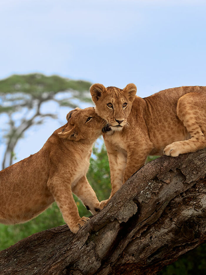 The EISA Maestro Awards 2023: Explore The Beauty Of "The Animal Kingdom" Through 29 Captivating Photos