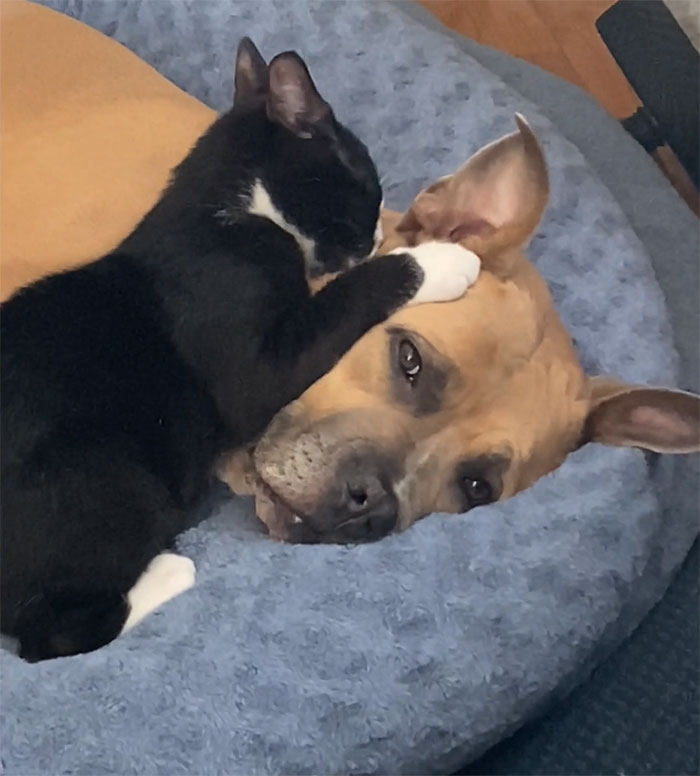 Recently Adopted A Kitten, Was Worried He Wouldn’t Get Along With My Dog