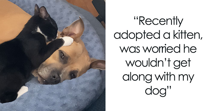 50 Adorable Pets Being Happy To Finally Be Home After Getting Adopted (November Edition)