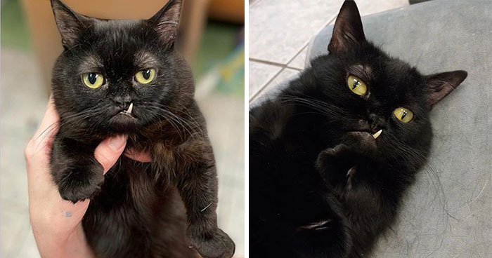 An Animal Clinic That Adopted This Black Cat, Realized He Wouldn’t Grow Much Due To Dwarfism