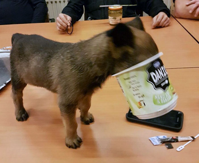 Dutch Police Dog Gets Stuck In A Yogurt Pot