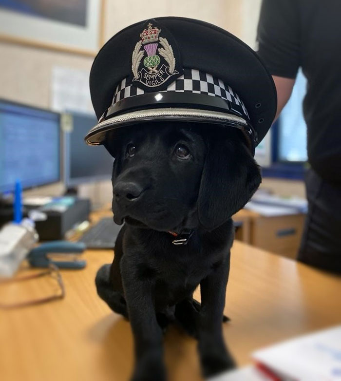 TPD Toby Is Feeling A Little Nervous About Starting His Police Dog Training And Would Appreciate A Little Encouragement