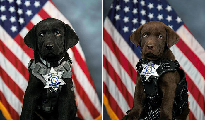 Our Puppies Are Ready For Their Official Swearing-In Ceremony
