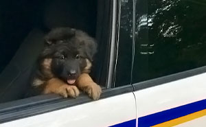 50 Adorable Puppies Training To Be Police Officers