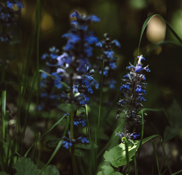 Ajuga flower With Green Leaves