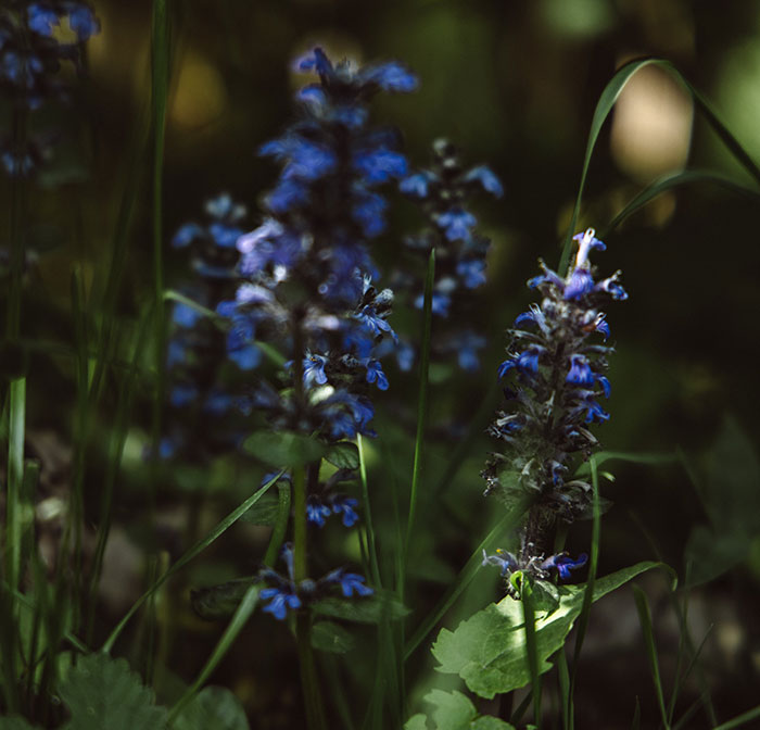 Ajuga flower With Green Leaves Ajuga flower With Green Leaves