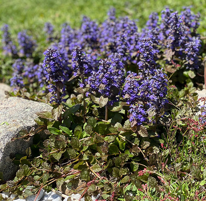 ajuga plant growing in a sunny spot