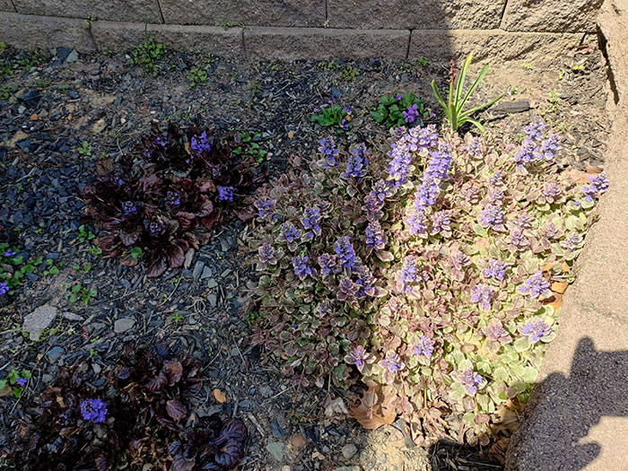 Various plants and ajuga plant in a garden