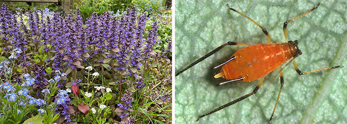 Multiple ajuga purple flowers and Orange aphid pest 