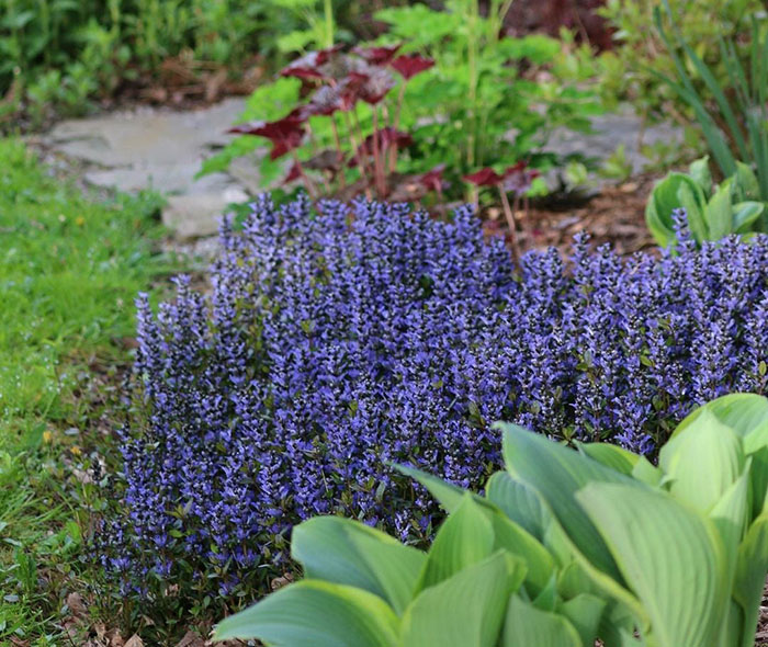 Multiple ajuga flowers in a garden Multiple ajuga flowers in a garden