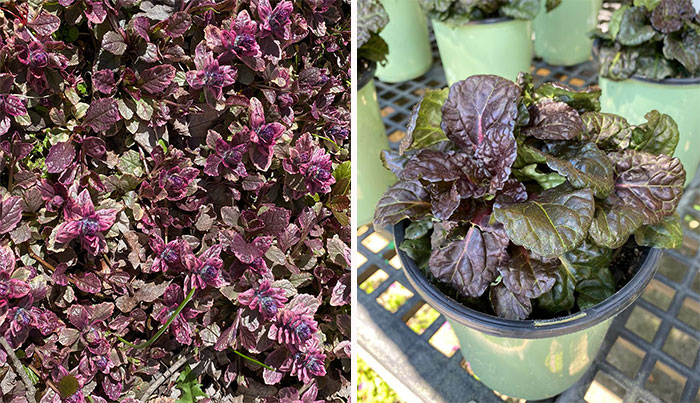 burgundy glow ajuga flower and black scallop ajuga flower in a pot burgundy glow ajuga flower and black scallop ajuga flower in a pot