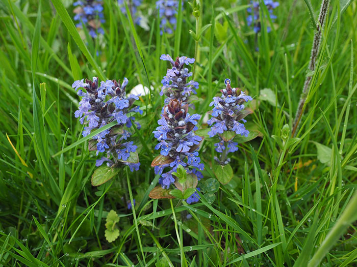 Couple of ajuga genevensis flowers in a field