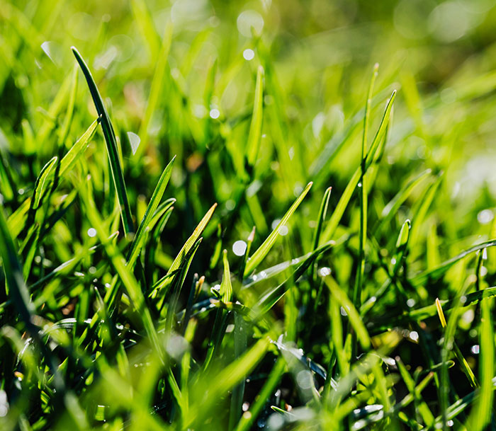 Green spring grass growing 