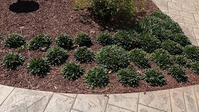 Planted ajuga flowers spaced out Planted ajuga flowers spaced out