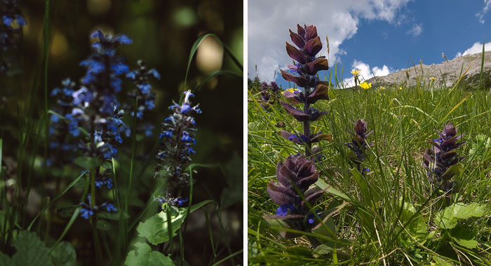 Ultimate Guide to Growing and Caring For Ajuga Plant