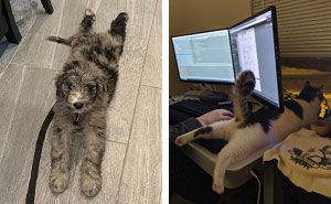 50 Times Animals Went ‘Sploot’ And People Went ‘Aww’, As Shared In This Community