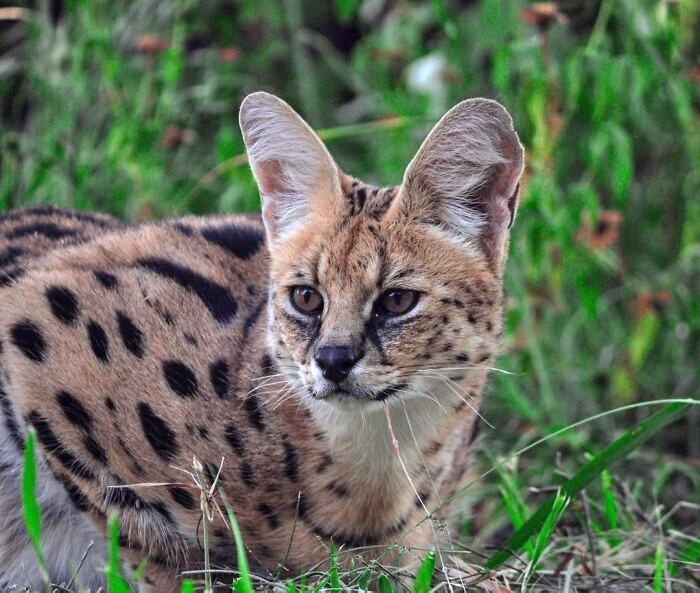 The Serval. They Have The Largest Ears Proportionally To Their Body Size Of All The Cat Species. These Cats Are Absolutely Magnificent And Have Such Remarkable Features