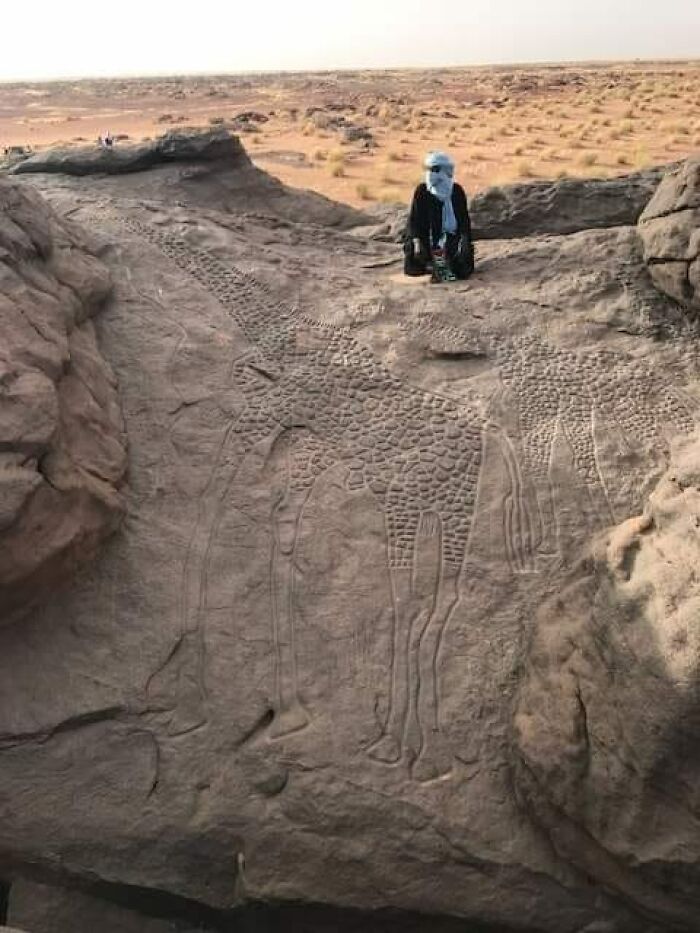 Grabados de jirafas de 10.000 años de antigüedad en el desierto del Sáhara